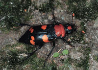 AMERICAN BURYING BEETLE AMERICAN BURYING BEETLE