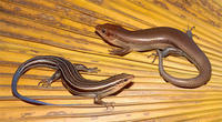 BROADHEAD SKINK BROADHEAD SKINK