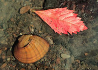 BUTTERFLY MUSSEL BUTTERFLY MUSSEL