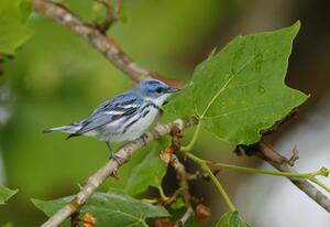 ©Bob Gress, BirdsInFocus.com ©Bob Gress, BirdsInFocus.com