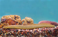 CHESTNUT LAMPREY CHESTNUT LAMPREY