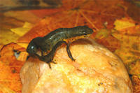 EASTERN NEWT EASTERN NEWT