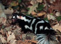 EASTERN SPOTTED SKUNK EASTERN SPOTTED SKUNK