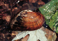 ELKTOE MUSSEL ELKTOE MUSSEL
