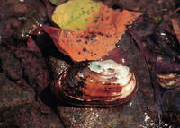 ELLIPSE MUSSEL ELLIPSE MUSSEL