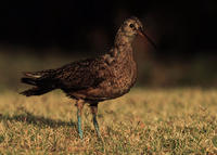ESKIMO CURLEW ESKIMO CURLEW