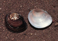 FLAT FLOATER MUSSEL FLAT FLOATER MUSSEL