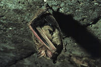 GRAY BAT GRAY BAT