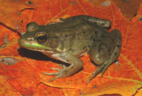GREEN FROG GREEN FROG