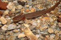 GROTTO SALAMANDER GROTTO SALAMANDER