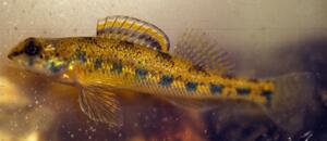 Highland Darter Highland Darter