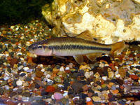 HORNYHEAD CHUB HORNYHEAD CHUB