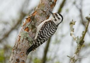 ©Bob Gress, BirdsInFocus.com ©Bob Gress, BirdsInFocus.com