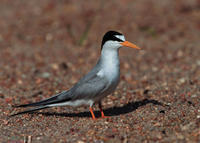LEAST TERN LEAST TERN