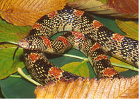 LONGNOSE SNAKE LONGNOSE SNAKE