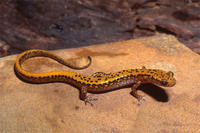 LONGTAIL SALAMANDER LONGTAIL SALAMANDER