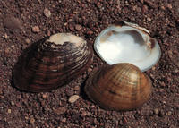MUCKET MUSSEL MUCKET MUSSEL