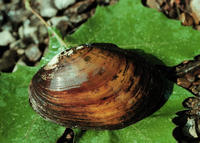 NEOSHO MUCKET MUSSEL NEOSHO MUCKET MUSSEL