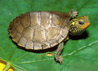 NORTHERN MAP TURTLE NORTHERN MAP TURTLE