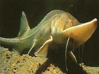 PALLID STURGEON PALLID STURGEON