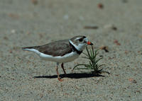 photo by Bob Gress photo by Bob Gress