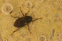 SCOTT OPTIOSERVUS RIFFLE BEETLE SCOTT OPTIOSERVUS RIFFLE BEETLE