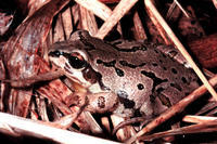 STRECKER'S CHORUS FROG STRECKER'S CHORUS FROG