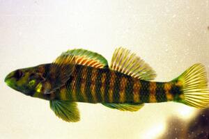 Banded Darter Banded Darter