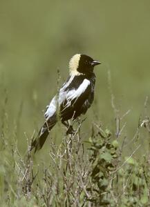 ©Bob Gress, BirdsInFocus.com ©Bob Gress, BirdsInFocus.com