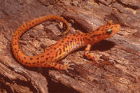 CAVE SALAMANDER CAVE SALAMANDER