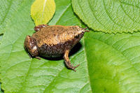 EASTERN NARROWMOUTH TOAD EASTERN NARROWMOUTH TOAD
