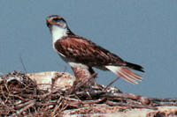 Ferruginous Hawk Ferruginous Hawk