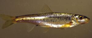 Gravel Chub Gravel Chub