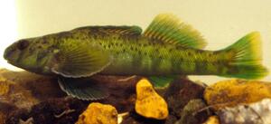 Greenside Darter Greenside Darter