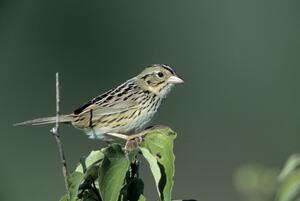 ©Bob Gress, BirdsInFocus.com ©Bob Gress, BirdsInFocus.com