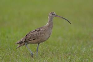 ©Bob Gress, BirdsInFocus.com ©Bob Gress, BirdsInFocus.com