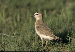 ©Bob Gress, BirdsInFocus.com ©Bob Gress, BirdsInFocus.com