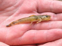 NEOSHO MADTOM NEOSHO MADTOM