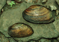 OUACHITA KIDNEYSHELL MUSSEL OUACHITA KIDNEYSHELL MUSSEL