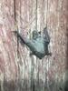 Juvenile Cave Myotis (002) (1)