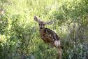 bambi