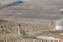 Resident Roadrunner