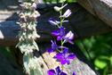 Another purple flower