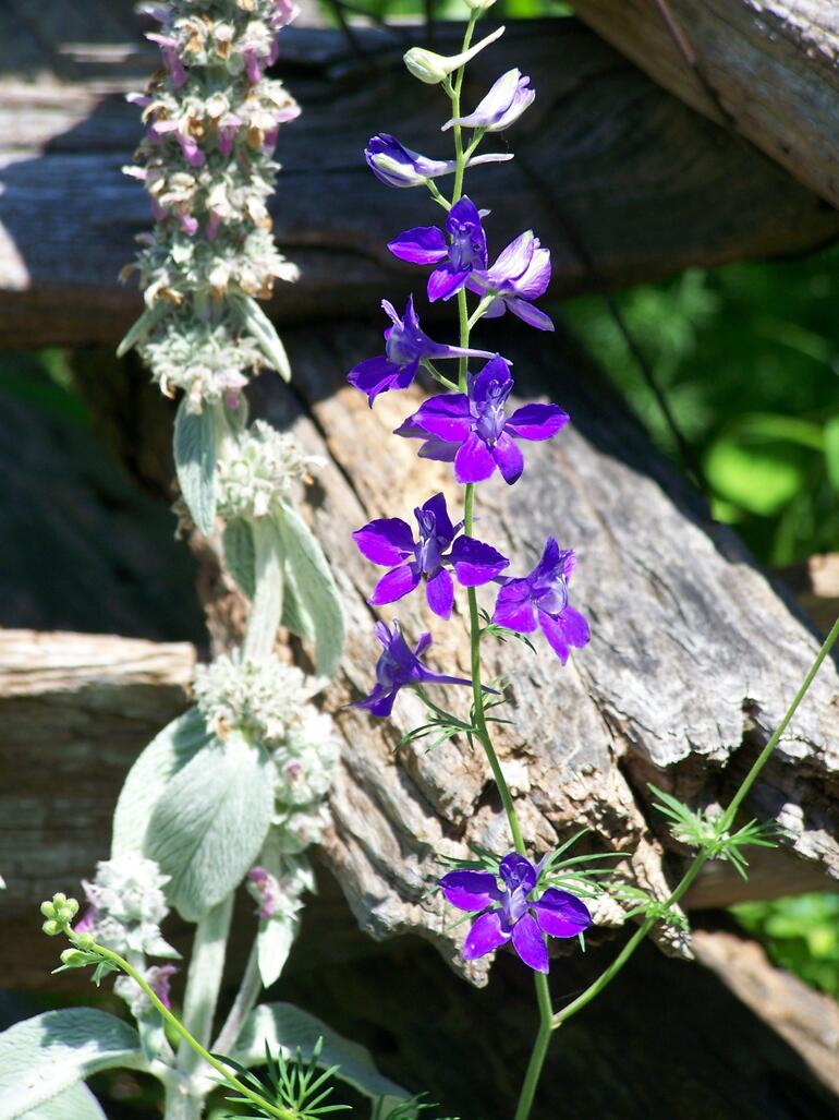 Another purple flower