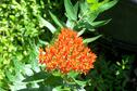 Another wild flower