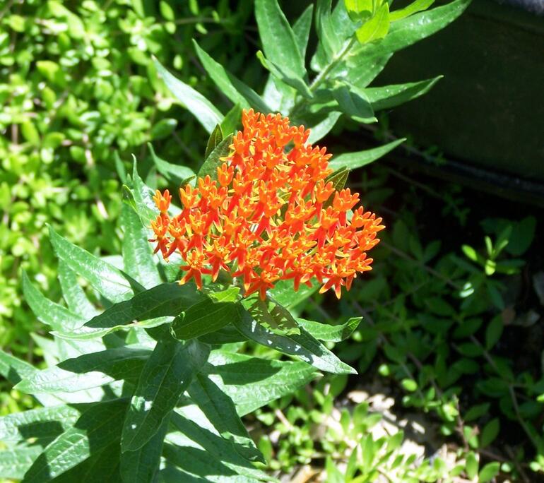 Another wild flower