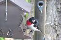 Bird at feeder