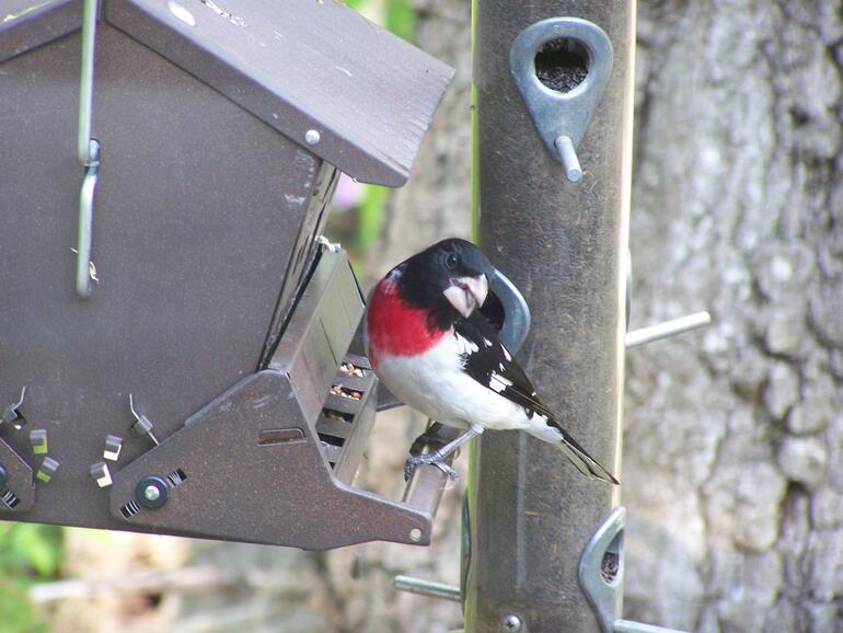 Bird at feeder