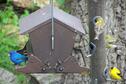 Birds at feeders