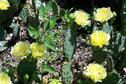 Cactus in bloom